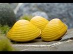 Corbicula javanicus - Gele mossel - Koidream Valburg, Slak of Weekdier, Zoetwatervis