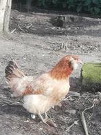 4 hennen araucana (groenleggers), Dieren en Toebehoren, Pluimvee, Vrouwelijk, Kip