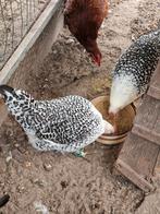 Te koop groninger meeuwen groot, zilverpel, Meerdere dieren, Kip