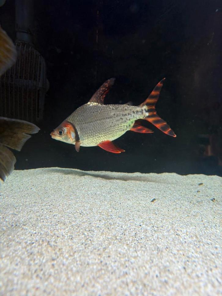 Flagtail, Dieren en Toebehoren, Vissen | Aquariumvissen, Zoetwatervis, Vis, Schoolvis