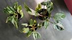 Philodendron White Princess groot 🌱, Overige soorten, Minder dan 100 cm, Groene kamerplant, Halfschaduw