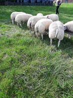 Texelaar ramlammeren, Dieren en Toebehoren, Mannelijk, Schaap, 0 tot 2 jaar