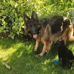 Duitse herder pups langhaar, Dieren en Toebehoren, Honden | Herdershonden en Veedrijvers, CDV (hondenziekte), 8 tot 15 weken, Meerdere