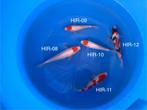 Diverse Japanse koi karper | Koikarpers  | Tosai vissen, Dieren en Toebehoren, Vissen | Vijvervissen, Karper of Koi