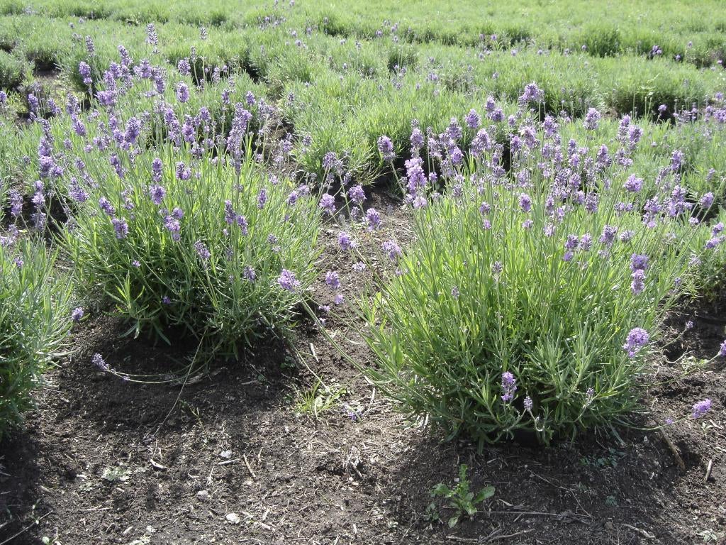 mooie Lavendel te koop al vanaf €1,75 (vorstbestendig), Tuin en Terras, Ophalen, Vaste plant, Overige soorten, Volle zon