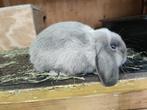 Super lief nhd rammetje, Dieren en Toebehoren, Konijnen, Mannelijk, Dwerg, Hangoor, 0 tot 2 jaar