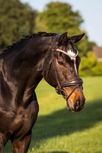 NIEUW Bruin hoofdstel - Matte neusriem met strass, Dieren en Toebehoren, Dressuur, Bitsnbridles.eu@outlook.com, Nieuw, Tijnjeweg 37