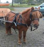 Tuig enkelspan Ideal Equestrian

Leathertech, Dieren en Toebehoren, Paarden en Pony's | Hoofdstellen en Tuigage, Ophalen, Nieuw
