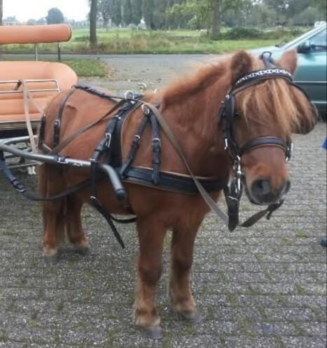 Tuig enkelspan Ideal Equestrian

Leathertech, Dieren en Toebehoren, Paarden en Pony's | Hoofdstellen en Tuigage, Nieuw, Overige soorten