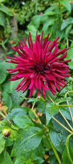 Prachtige combinatie van Dahlia's, Tuin en Terras, Planten | Tuinplanten, Ophalen, Zomer, Overige soorten, Volle zon