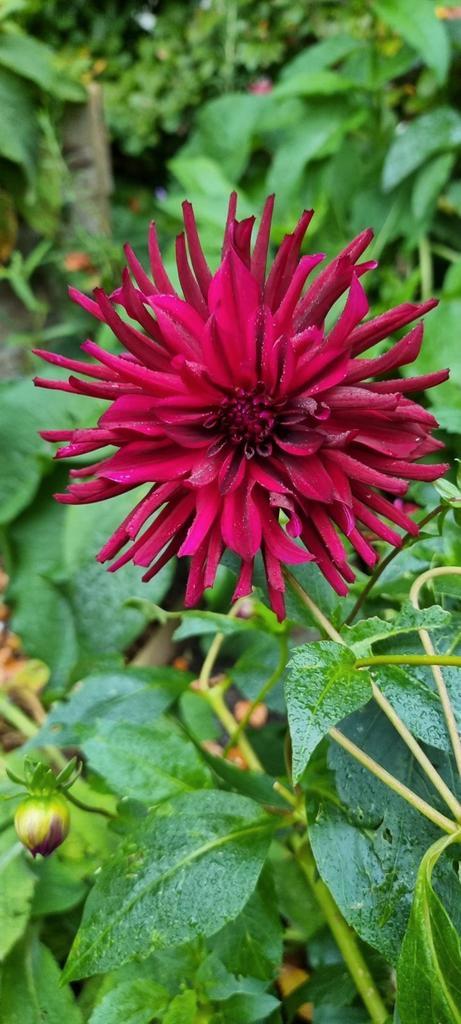 Prachtige combinatie van Dahlia's, Tuin en Terras, Planten | Tuinplanten, Overige soorten, Volle zon, Zomer, Ophalen