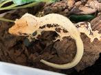Bijzonder mooie extreem Lilly white wimpergekko, ciliatus, Dieren en Toebehoren, Hagedis, 0 tot 2 jaar