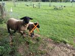 Suffolk Ram lam, Dieren en Toebehoren, Schapen, Geiten en Varkens, Mannelijk, Schaap