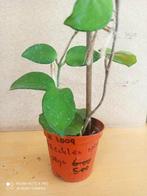 Hoya Freckles pm 8 nummer H1009, Ophalen of Verzenden, Halfschaduw, Minder dan 100 cm