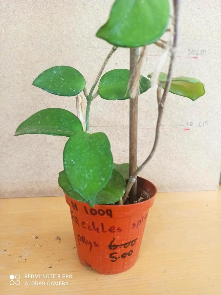 Hoya Freckles pm 8 nummer H1009, Huis en Inrichting, Kamerplanten, Minder dan 100 cm, Halfschaduw, Ophalen of Verzenden