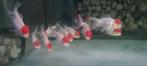 Leeuwenkoppen Redcap 9/10 CM, Dieren en Toebehoren, Vissen | Aquariumvissen, Zoetwatervis, Vis