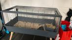 Cavias 2 broertjes, Kooi, Zo goed als nieuw, 75 tot 110 cm, Cavia
