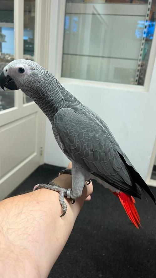 Super Tamme grijze Roodstaarten Baby, Dieren en Toebehoren, Vogels | Parkieten en Papegaaien, Papegaai, Vrouwelijk