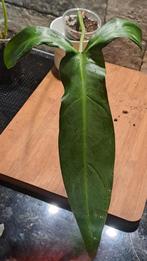 Philodendron Holtonianum, Ophalen of Verzenden, Halfschaduw, Minder dan 100 cm