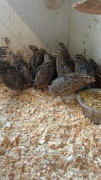 Koppels Harlekijn kwartels, Dieren en Toebehoren, Vogels | Overige Vogels, Meerdere dieren