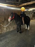 Super makke kinderpony Tinker, Minder dan 160 cm, Niet van toepassing, 3 tot 6 jaar, Recreatiepaard