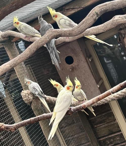 Valkparkieten koppels, Dieren en Toebehoren, Vogels | Parkieten en Papegaaien, Parkiet, Meerdere dieren