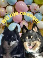 Pomsky Nestaankondiging, Reu, CDV (hondenziekte), 8 tot 15 weken, Poolhond