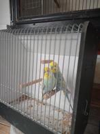 Regenboog grasparkieten, Meerdere dieren, Parkiet, Geringd