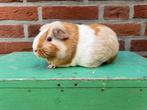 Mooie volwassen zeug, Cavia, April, Vrouwelijk, Tam