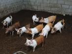 Prachtige biggen te koop, Dieren en Toebehoren, Meerdere dieren, Schaap