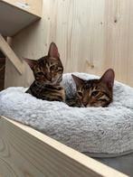 Bengaal kitten met stamboom!( katertje), Dieren en Toebehoren, Katten en Kittens | Raskatten | Korthaar, Kater, Met stamboom