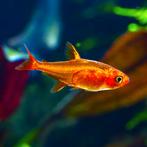 Hyphessobrycon amandae - Vuurtetra maat M, Dieren en Toebehoren, Vis, Zoetwatervis, Schoolvis
