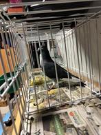 Postduif, Dieren en Toebehoren, Vogels | Duiven, Mannelijk, Postduif