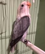 Mooie jonge Baby Agapornis Fischerie, Dieren en Toebehoren, Vogels | Parkieten en Papegaaien, Meerdere dieren, Dwergpapegaai of Agapornis