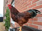 Haan krielBarneveldder, mahoniebruin, Mannelijk, Kip