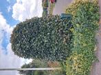 Beuk 2,5 meter hoog, Tuin en Terras, Planten | Bomen, Ophalen, Overige soorten