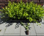 Ilex Crenata Green Hedge 10/15 cm, Tuin en Terras, Planten | Struiken en Hagen, Verzenden, Hulst, Minder dan 100 cm