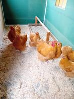 Orpington haan, Dieren en Toebehoren, Mannelijk, Kip