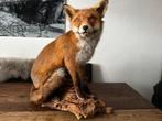 Mooie opgezette vos in zeer goede conditie taxidermy, Verzamelen, Ophalen of Verzenden, Zo goed als nieuw, Wild dier, Opgezet dier