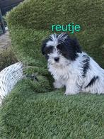 Te koop mooie speelse boomer pups, Dieren en Toebehoren, Parvo, Overige rassen, 8 tot 15 weken, Meerdere