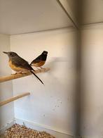 Te koop prachtige koppel schamalijsters, Dieren en Toebehoren, Meerdere dieren, Geringd