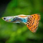 Guppy's (volwassen), Dieren en Toebehoren, Vis, Zoetwatervis