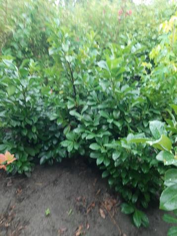 Middelhoge Laurier voor haag 110/130cm Prunus etna beschikbaar voor biedingen