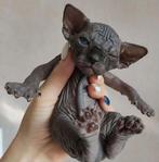 Sphynx/Devon Rex.., Dieren en Toebehoren, Katten en Kittens | Raskatten | Korthaar, Kater