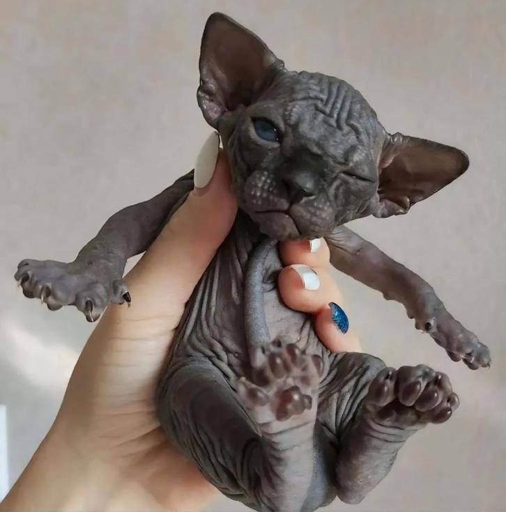 Sphynx/Devon Rex.., Dieren en Toebehoren, Katten en Kittens | Raskatten | Korthaar, Kater