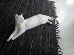 Dekkater gezocht voor turkse van poes, Dieren en Toebehoren, 3 tot 5 jaar