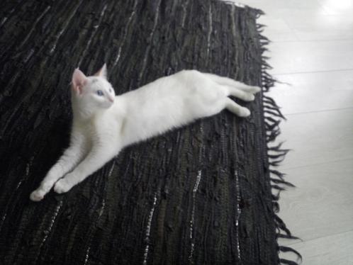 Dekkater gezocht voor turkse van poes, Dieren en Toebehoren, Katten en Kittens | Dekkaters, 3 tot 5 jaar
