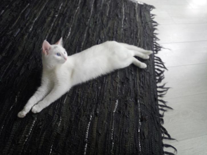 Turkse dekkater gezocht voor turkse van poes, Dieren en Toebehoren, Katten en Kittens | Dekkaters, 3 tot 5 jaar