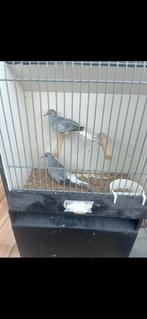 Twee duivin diamant duifjes 2025, Dieren en Toebehoren, Vogels | Overige Vogels, Meerdere dieren