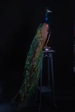 Preparaat pauw, Verzamelen, Dierenverzamelingen, Ophalen, Zo goed als nieuw, Vogel, Opgezet dier